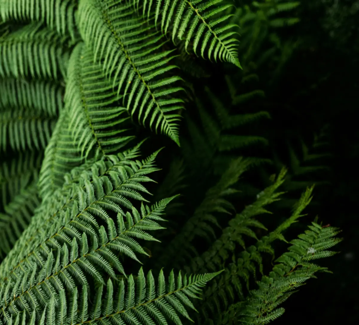 Green ferns
