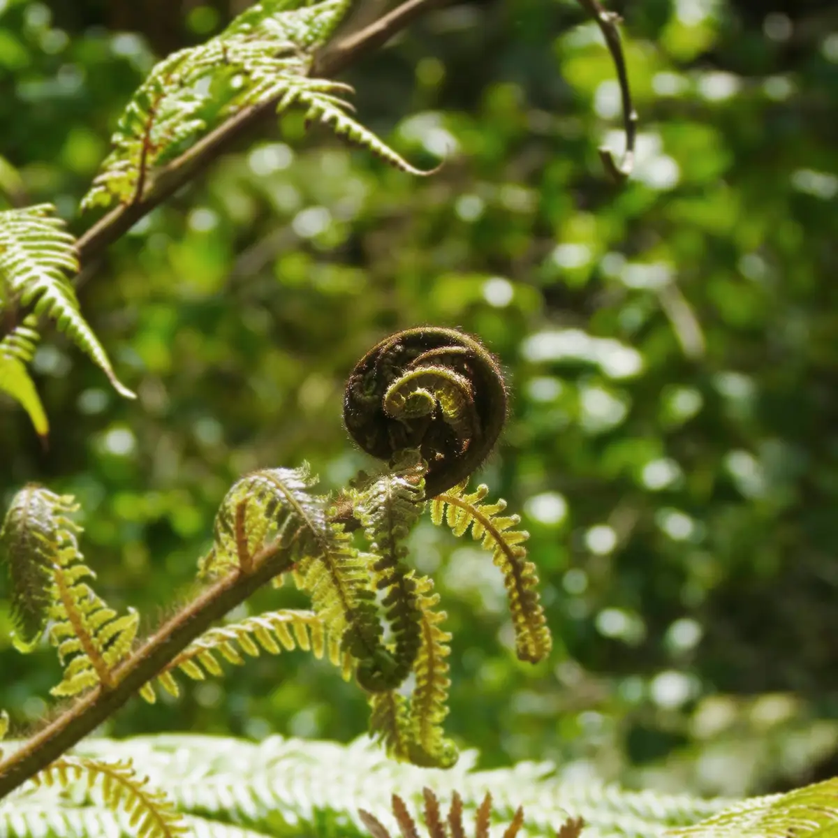 Koru in New Zealand bush